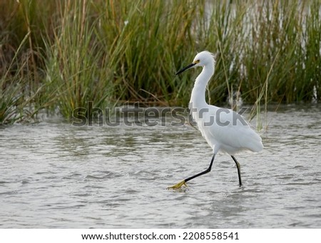                  Strutting snowy egret wading through the water at the beach. Water and grasses provide the background.              