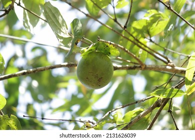  Strychnine Tree (Strychnos Nux-vomica) With Poisonous Fruit,