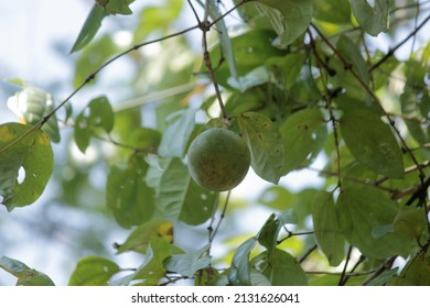  Strychnine Tree (Strychnos Nux-vomica) With Poisonous Fruit,