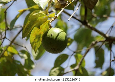  Strychnine Tree (Strychnos Nux-vomica) With Poisonous Fruit,