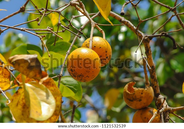Strychnos nux-blanda.Loganiaceae Yellow fruit from\
forest \
