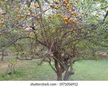 Strychnos Spinosa Natal Orange Fruits On Stock Photo 1971056912 ...