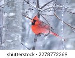 Stuanchly red Northern Cardinal (Cardinalis cardinalis) in an icy blue snow flurry. Iconic North American songbird during cold winter weather