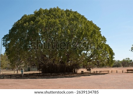 The Stuart Tree growing in Daly Waters, NT, Australia. It is a historic Eucalyptus Coolabah, multi-trunked tree dated prior to 1862. It was named after an early European explorer John McDougall Stuart