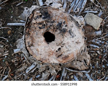 stub of tree