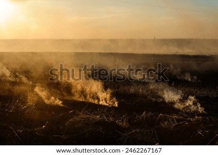 Stubble burning in agricultural fields, with thick plumes of smoke and fire rising against the horizon, illustrating the environmental impact and air pollution caused by this method.
