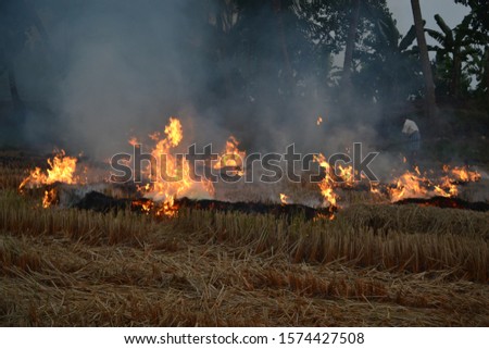 Stubble burning, setting fire to rice paddies at night