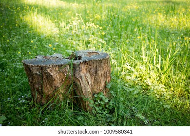 Stubble Grass Stock Photo 1009580341 | Shutterstock