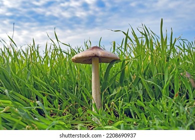 Stubble Rose Gill Mushroom Fungus With Grass Surrounding And Sky In Background