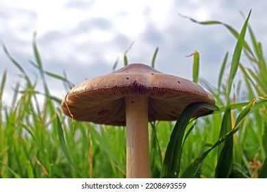 Stubble Rose Gill Mushroom Fungus With Grass And Blur Sky In Background 