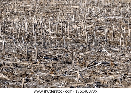 Similar – Image, Stock Photo stubble field Landscape