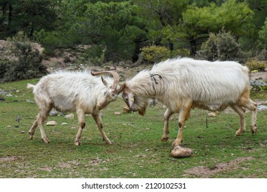stubborn and angry goats fighting couples in nature grass grassland, village, natural life, free animals, beautiful ram, rams, goat, 