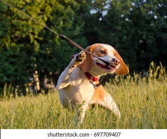 Stubborn beagle puppy  (in a funny pose) misbehaving and pulling its leash with its teeth