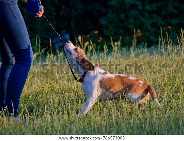 beagle pulling on leash