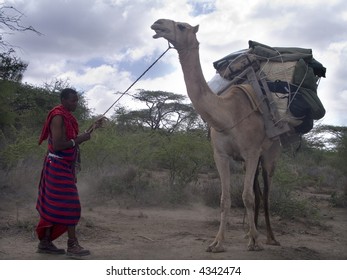 Stubborn Camel