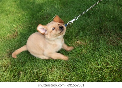 Stubborn Dog Puppy Tugs On Leash