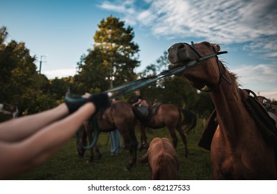 A Stubborn Horse Rests And Does Not Follow The Reins Of A Rider On A Summer Day