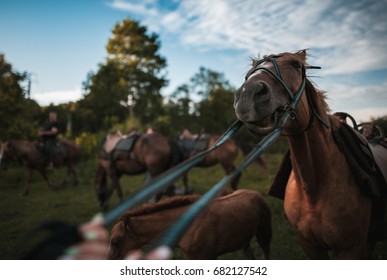 A Stubborn Horse Rests And Does Not Follow The Reins Of A Rider On A Summer Day