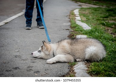 Stubborn Husky Puppy Lying On The Ground, Refusing To Get Up And Go Home From The Park. Insubordinate Concept