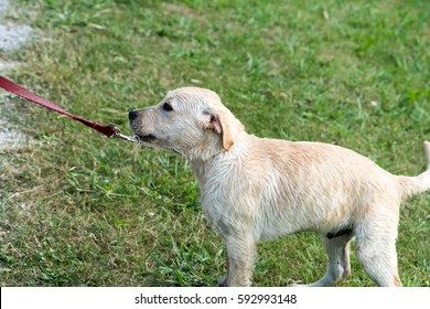 A stubborn Labrador Retriever puppy pulls backwards on leash.