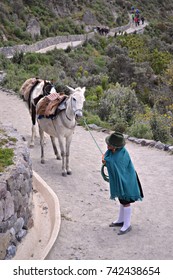 Stubborn Mule And Indian Woman, Quilotoa Lake In Ecuador, South America