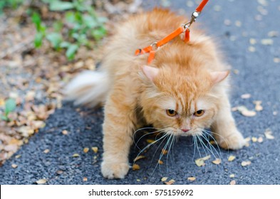 Stubborn Persian Cat On Outdoor