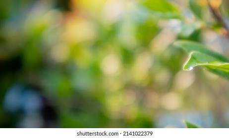 Stuck Between Leaves With A Blurred Background