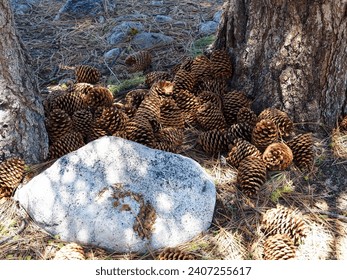 Stuck in the Middle of Pinecones 