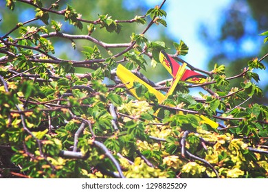 Stuck Plane In The Tree