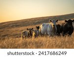 Stud Angus cows in a field free range beef cattle on a farm. Portrait of cow close up	