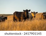 Stud Angus cows in a field free range beef cattle on a farm. Portrait of cow close up	