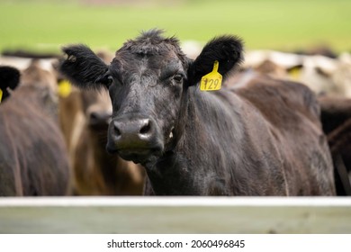 Stud Beef Bulls, Cows And Calves Grazing On Grass In A Field, In Australia. Breeds Of Cattle Include Speckled Park, Murray Grey, Angus, Brangus And Wagyu On Long Pasture In Spring And Summer