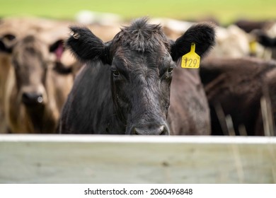 Stud Beef Bulls, Cows And Calves Grazing On Grass In A Field, In Australia. Breeds Of Cattle Include Speckled Park, Murray Grey, Angus, Brangus And Wagyu On Long Pasture In Spring And Summer