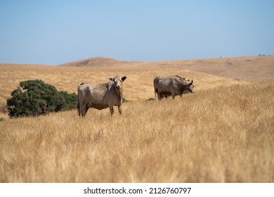 4,971 Stud cattle Images, Stock Photos & Vectors | Shutterstock