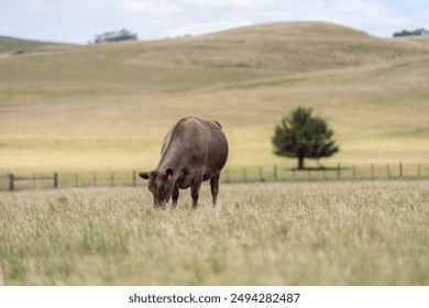 Stud Beef bulls and cows grazing on grass in a field, in Australia. breeds include speckle park, murray grey, angus, brangus and wagyu.