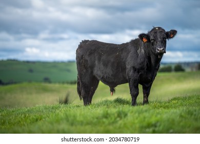 5,748 Dairy cows australia Images, Stock Photos & Vectors | Shutterstock