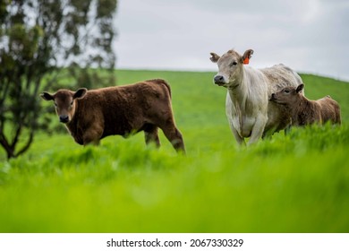 Stud beef cows and bulls grazing on green grass in Australia, breeds include speckled park, murray grey, angus and brangus.