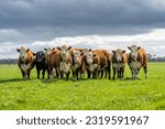 Stud beef hereford cows in a field on a farm in England. English cattle in a meadow grazing on pasture in springtime. Green grass growing in a paddock on a sustainable agricultural ranch.