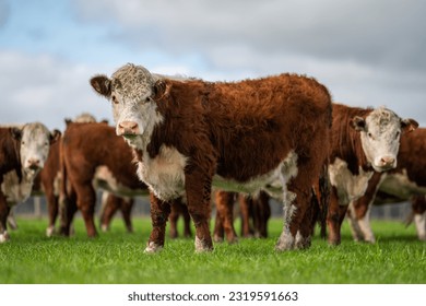 Stud beef hereford cows in a field on a farm in England. English cattle in a meadow grazing on pasture in springtime. Green grass growing in a paddock on a sustainable agricultural ranch.