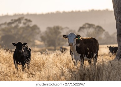 Stud beef hereford cows in a field on a farm in England. English cattle in a meadow grazing on pasture in springtime. Green grass growing in a paddock on a sustainable agricultural ranch.