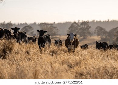 Stud beef hereford cows in a field on a farm in England. English cattle in a meadow grazing on pasture in springtime. Green grass growing in a paddock on a sustainable agricultural ranch.