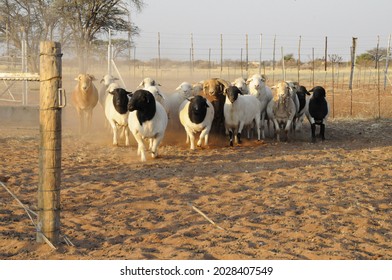 Stud Dorper Rams At Gate