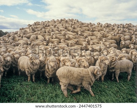 Similar – Sheep in winter in snow with thick fur