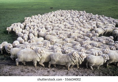  Stud Merino Sheep At A New South Wales Farm.