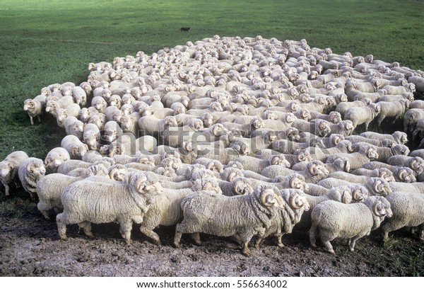  stud merino\
sheep at a New South Wales\
farm.