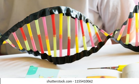 Student Make DNA Model From Plastic Straws.  