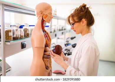 Student Of Medicine Examining Anatomical Model In Lab