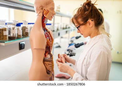 Student Of Medicine Examining Anatomical Model In Lab