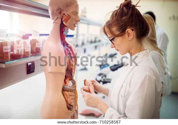 Student of\
medicine examining anatomical model in\
lab