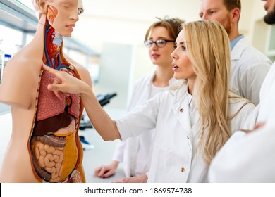 Student Of Medicine Examining Model Of Human Body